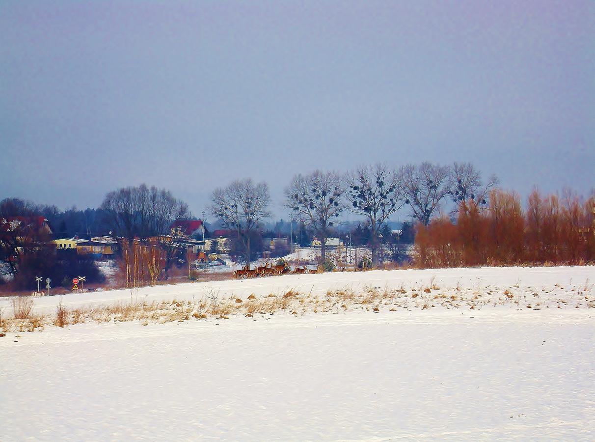 Mazurska Chata Jezioro I Aquapark 6 Min, Centrum I Promenada 12 Min Mikołajki Esterno foto